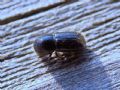 Xyleborus dispar (cf.)
